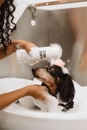 Calming Shampoo