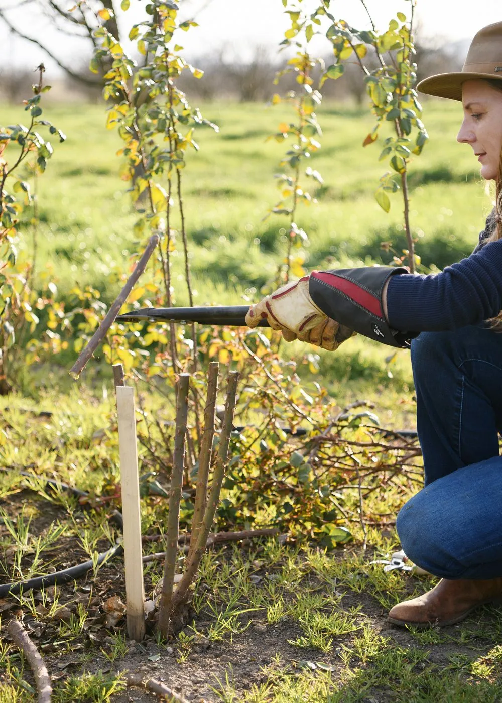 Dormant Rose Pruning Workshop: January 25, 2025