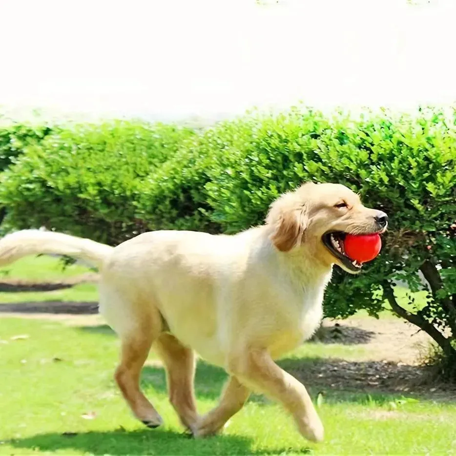 Durable Rubber Dog Toy